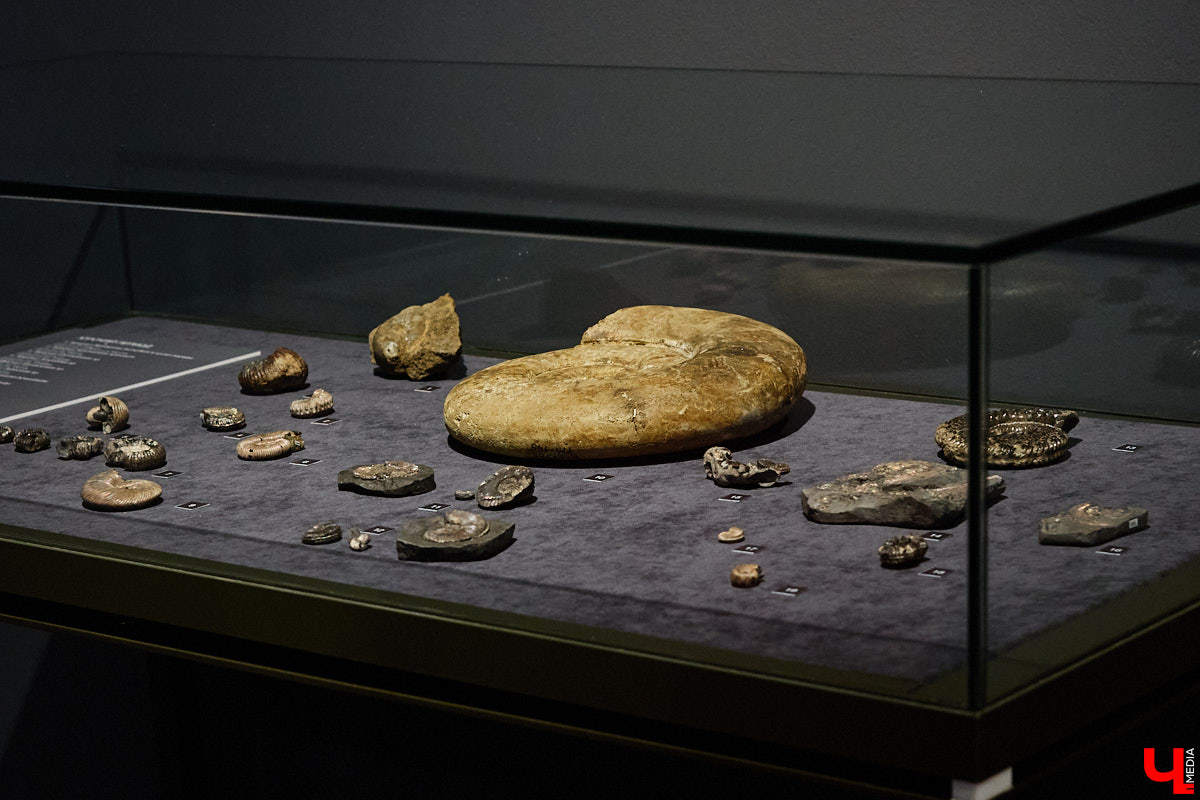 Владимирцам выпал уникальный шанс окунуться в далекое прошлое, за сотни миллионов лет до появления на земле человека. Машина времени работает в Музее природы, где представлены более 220 удивительных находок из каменноугольного, пермского, юрского и мелового периодов, многие из которых обнаружены на территории региона. Именно они послужили образованию известняка — символа владимиро-суздальского белокаменного зодчества.