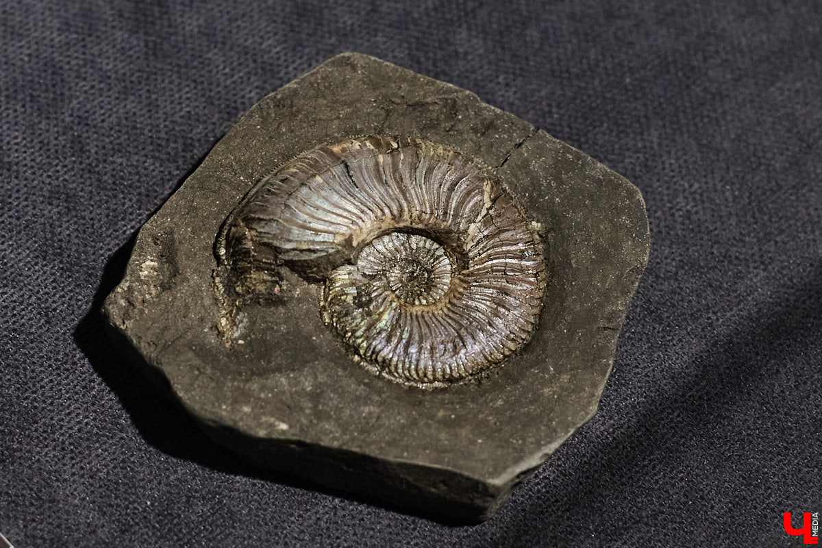 Владимирцам выпал уникальный шанс окунуться в далекое прошлое, за сотни миллионов лет до появления на земле человека. Машина времени работает в Музее природы, где представлены более 220 удивительных находок из каменноугольного, пермского, юрского и мелового периодов, многие из которых обнаружены на территории региона. Именно они послужили образованию известняка — символа владимиро-суздальского белокаменного зодчества.