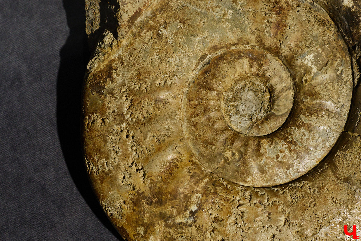 Владимирцам выпал уникальный шанс окунуться в далекое прошлое, за сотни миллионов лет до появления на земле человека. Машина времени работает в Музее природы, где представлены более 220 удивительных находок из каменноугольного, пермского, юрского и мелового периодов, многие из которых обнаружены на территории региона. Именно они послужили образованию известняка — символа владимиро-суздальского белокаменного зодчества.