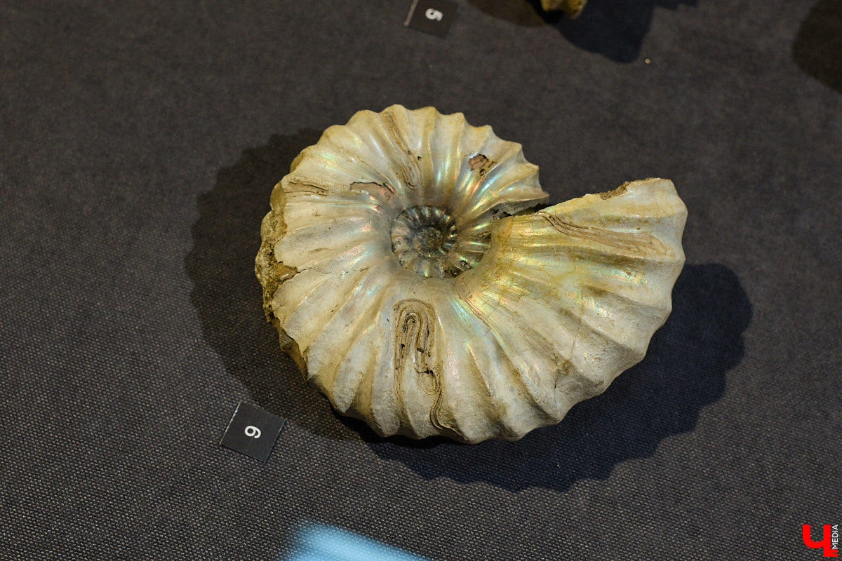 Владимирцам выпал уникальный шанс окунуться в далекое прошлое, за сотни миллионов лет до появления на земле человека. Машина времени работает в Музее природы, где представлены более 220 удивительных находок из каменноугольного, пермского, юрского и мелового периодов, многие из которых обнаружены на территории региона. Именно они послужили образованию известняка — символа владимиро-суздальского белокаменного зодчества.