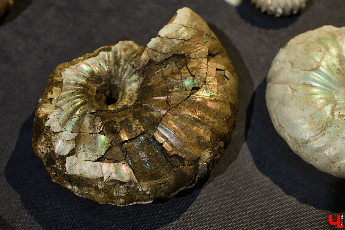 Владимирцам выпал уникальный шанс окунуться в далекое прошлое, за сотни миллионов лет до появления на земле человека. Машина времени работает в Музее природы, где представлены более 220 удивительных находок из каменноугольного, пермского, юрского и мелового периодов, многие из которых обнаружены на территории региона. Именно они послужили образованию известняка — символа владимиро-суздальского белокаменного зодчества.