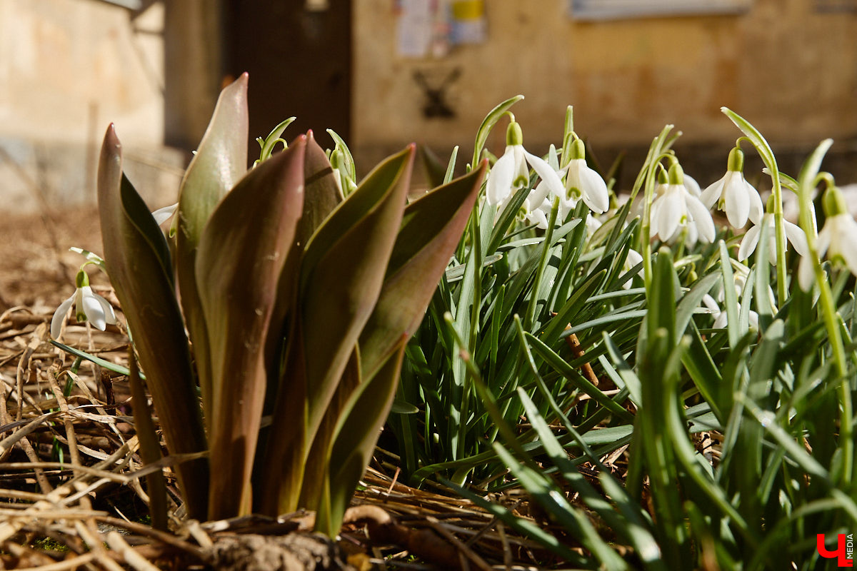 Во Владимире наконец-то распустились подснежники. Нежные символы теплого времени года смело выглядывают на фоне сугробов. На солнечной стороне улиц уже можно встретить отдельные первоцветы, а где-то глаз радует настоящая сказочная полянка. «Ключ-Медиа» собрал самые красивые кадры «молочных цветов».