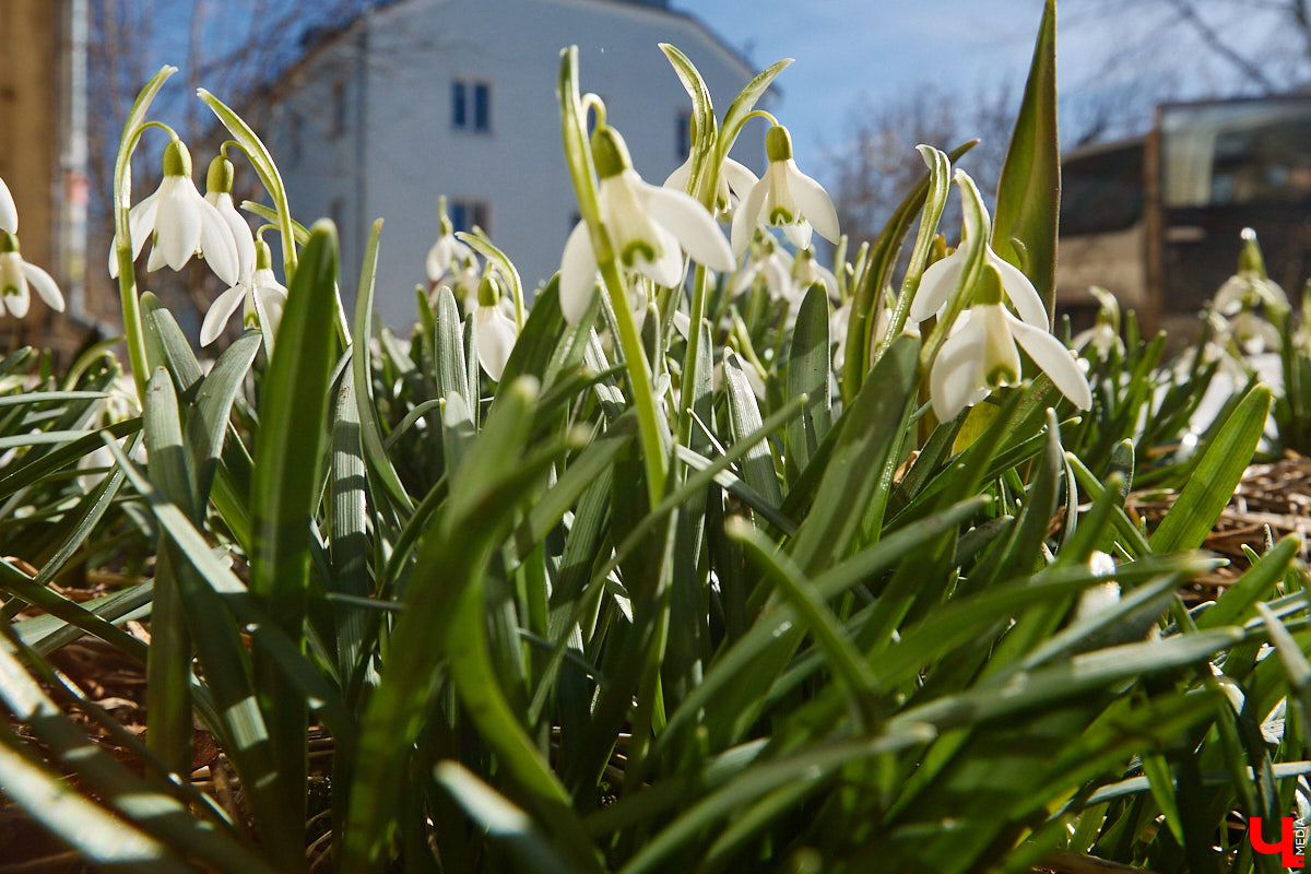 Во Владимире наконец-то распустились подснежники. Нежные символы теплого времени года смело выглядывают на фоне сугробов. На солнечной стороне улиц уже можно встретить отдельные первоцветы, а где-то глаз радует настоящая сказочная полянка. «Ключ-Медиа» собрал самые красивые кадры «молочных цветов».