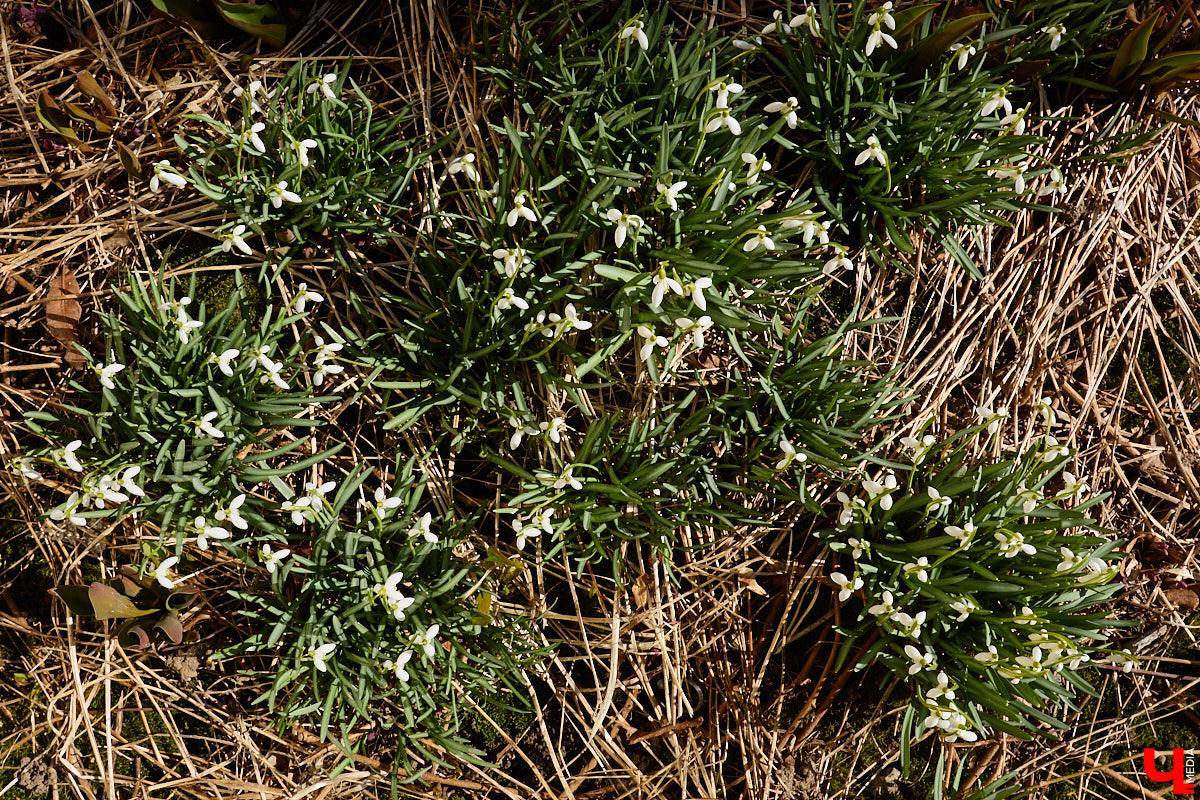 Во Владимире наконец-то распустились подснежники. Нежные символы теплого времени года смело выглядывают на фоне сугробов. На солнечной стороне улиц уже можно встретить отдельные первоцветы, а где-то глаз радует настоящая сказочная полянка. «Ключ-Медиа» собрал самые красивые кадры «молочных цветов».