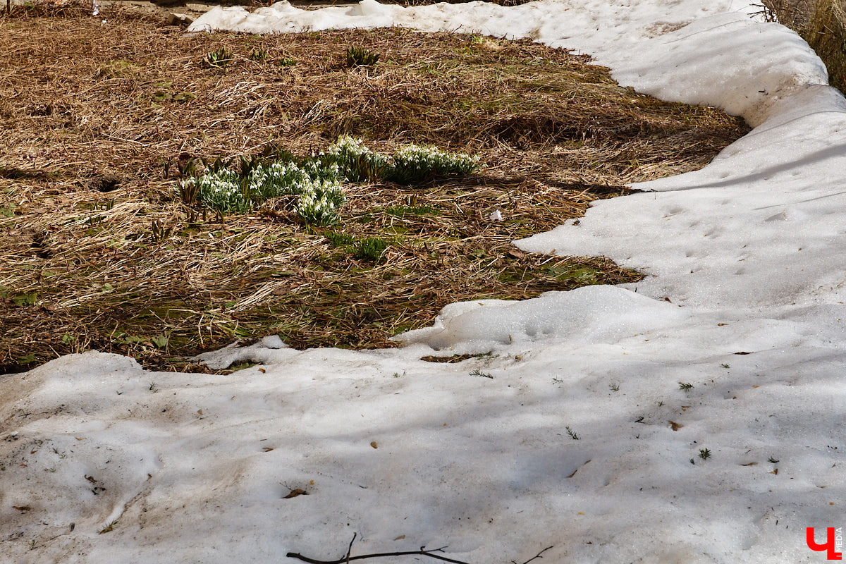 Во Владимире наконец-то распустились подснежники. Нежные символы теплого времени года смело выглядывают на фоне сугробов. На солнечной стороне улиц уже можно встретить отдельные первоцветы, а где-то глаз радует настоящая сказочная полянка. «Ключ-Медиа» собрал самые красивые кадры «молочных цветов».