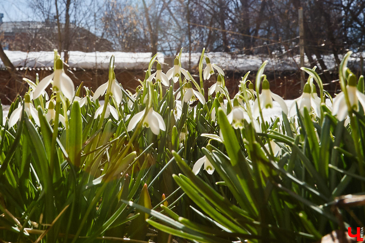 Во Владимире наконец-то распустились подснежники. Нежные символы теплого времени года смело выглядывают на фоне сугробов. На солнечной стороне улиц уже можно встретить отдельные первоцветы, а где-то глаз радует настоящая сказочная полянка. «Ключ-Медиа» собрал самые красивые кадры «молочных цветов».