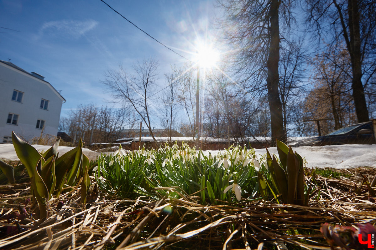 Во Владимире наконец-то распустились подснежники. Нежные символы теплого времени года смело выглядывают на фоне сугробов. На солнечной стороне улиц уже можно встретить отдельные первоцветы, а где-то глаз радует настоящая сказочная полянка. «Ключ-Медиа» собрал самые красивые кадры «молочных цветов».