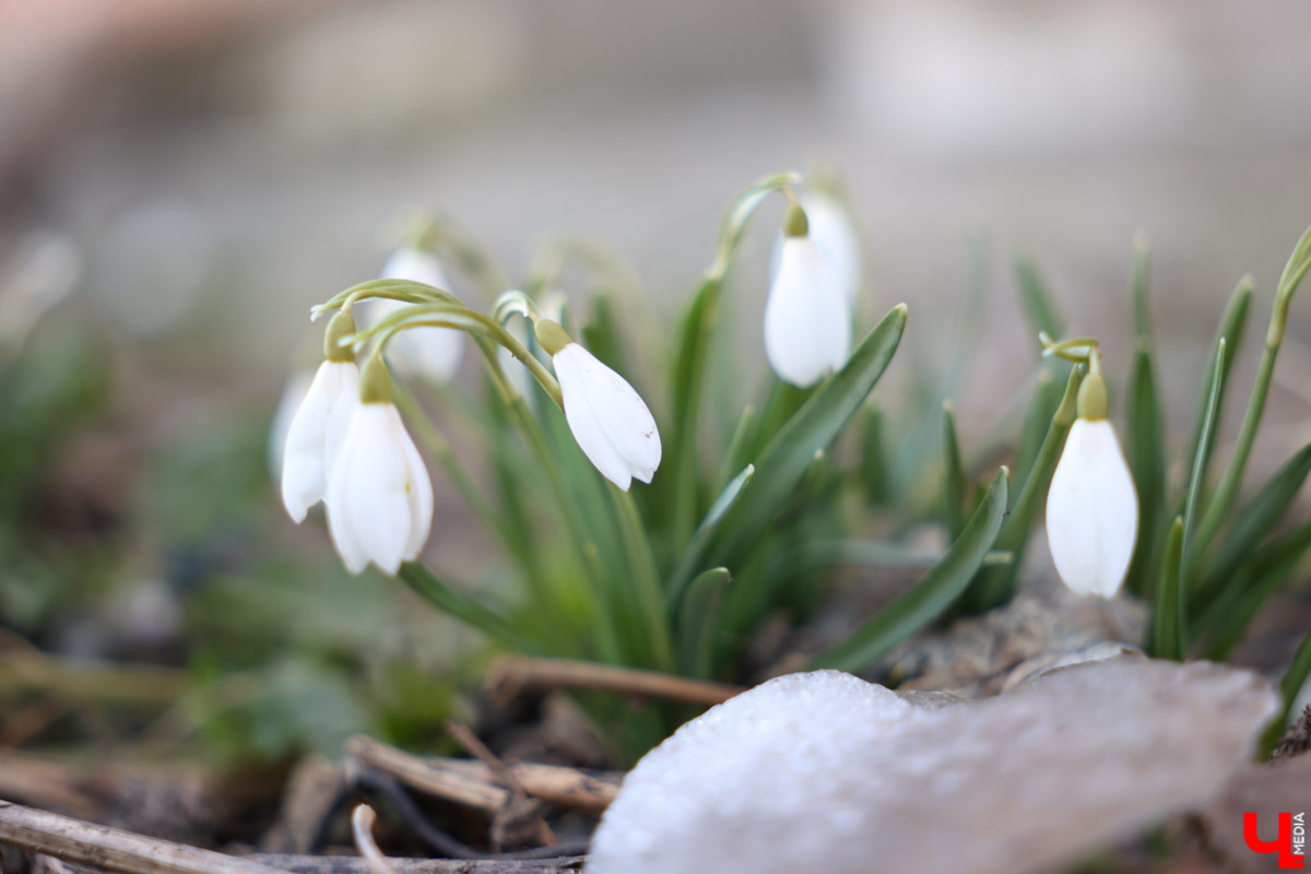 Во Владимире наконец-то распустились подснежники. Нежные символы теплого времени года смело выглядывают на фоне сугробов. На солнечной стороне улиц уже можно встретить отдельные первоцветы, а где-то глаз радует настоящая сказочная полянка. «Ключ-Медиа» собрал самые красивые кадры «молочных цветов».