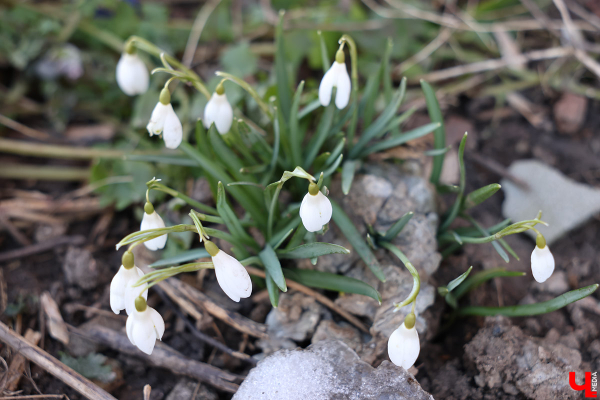 Во Владимире наконец-то распустились подснежники. Нежные символы теплого времени года смело выглядывают на фоне сугробов. На солнечной стороне улиц уже можно встретить отдельные первоцветы, а где-то глаз радует настоящая сказочная полянка. «Ключ-Медиа» собрал самые красивые кадры «молочных цветов».