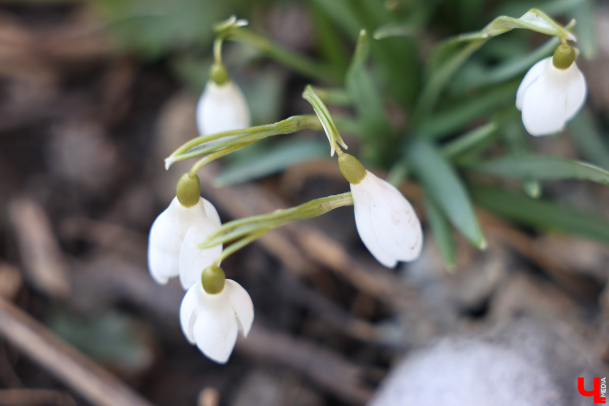 Во Владимире наконец-то распустились подснежники. Нежные символы теплого времени года смело выглядывают на фоне сугробов. На солнечной стороне улиц уже можно встретить отдельные первоцветы, а где-то глаз радует настоящая сказочная полянка. «Ключ-Медиа» собрал самые красивые кадры «молочных цветов».