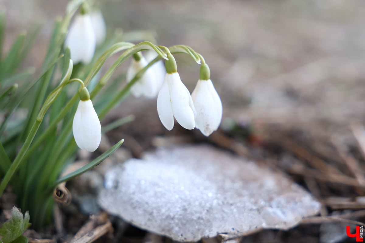Во Владимире наконец-то распустились подснежники. Нежные символы теплого времени года смело выглядывают на фоне сугробов. На солнечной стороне улиц уже можно встретить отдельные первоцветы, а где-то глаз радует настоящая сказочная полянка. «Ключ-Медиа» собрал самые красивые кадры «молочных цветов».