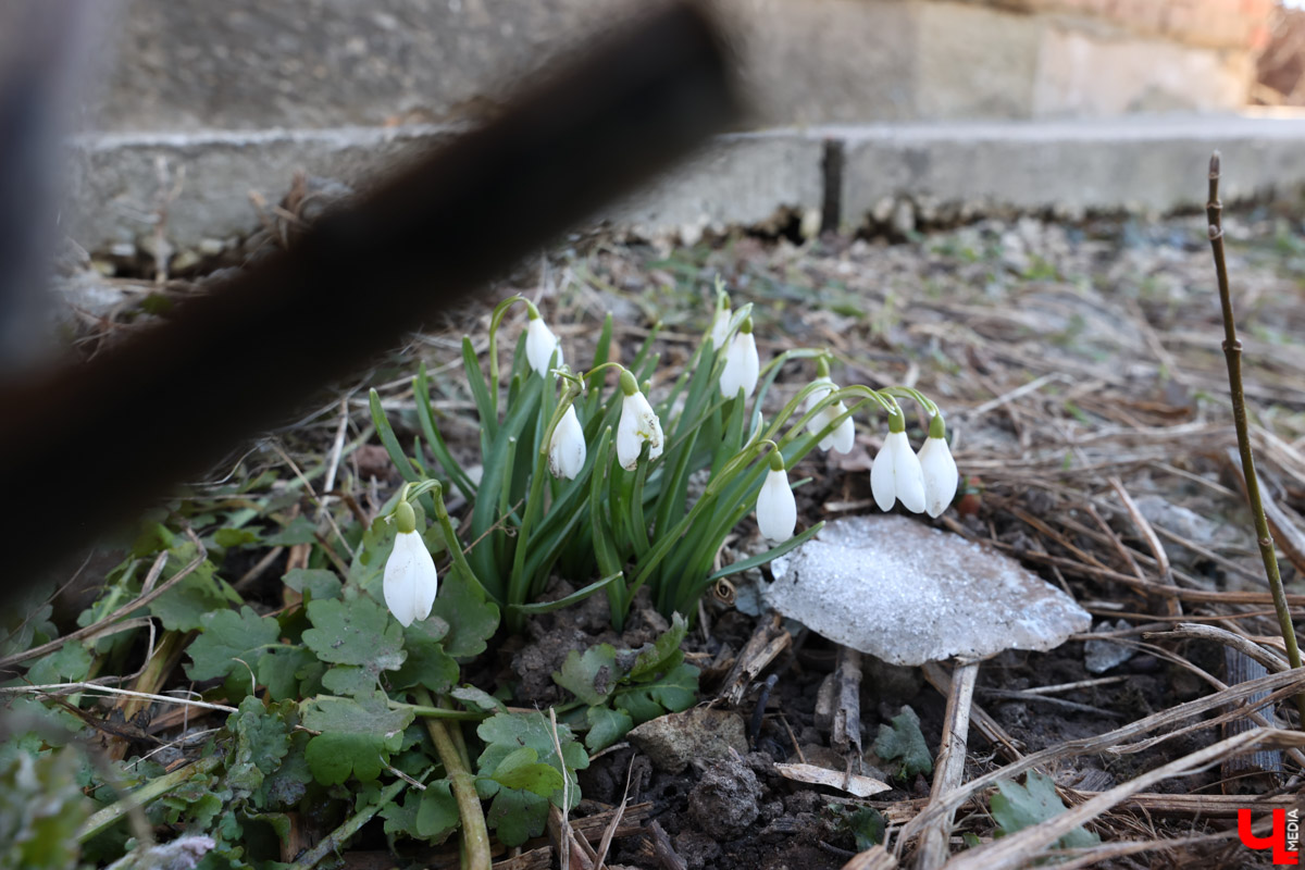 Во Владимире наконец-то распустились подснежники. Нежные символы теплого времени года смело выглядывают на фоне сугробов. На солнечной стороне улиц уже можно встретить отдельные первоцветы, а где-то глаз радует настоящая сказочная полянка. «Ключ-Медиа» собрал самые красивые кадры «молочных цветов».