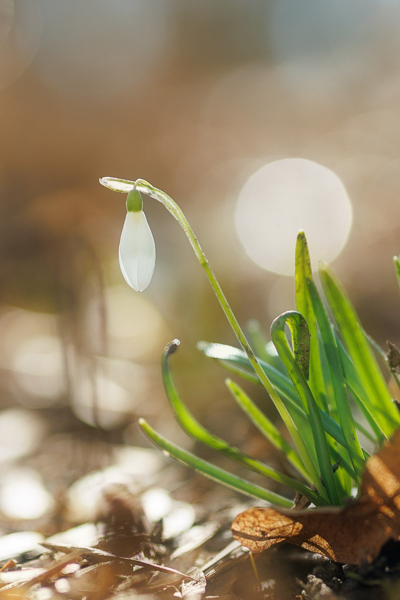 Во Владимире наконец-то распустились подснежники. Нежные символы теплого времени года смело выглядывают на фоне сугробов. На солнечной стороне улиц уже можно встретить отдельные первоцветы, а где-то глаз радует настоящая сказочная полянка. «Ключ-Медиа» собрал самые красивые кадры «молочных цветов».