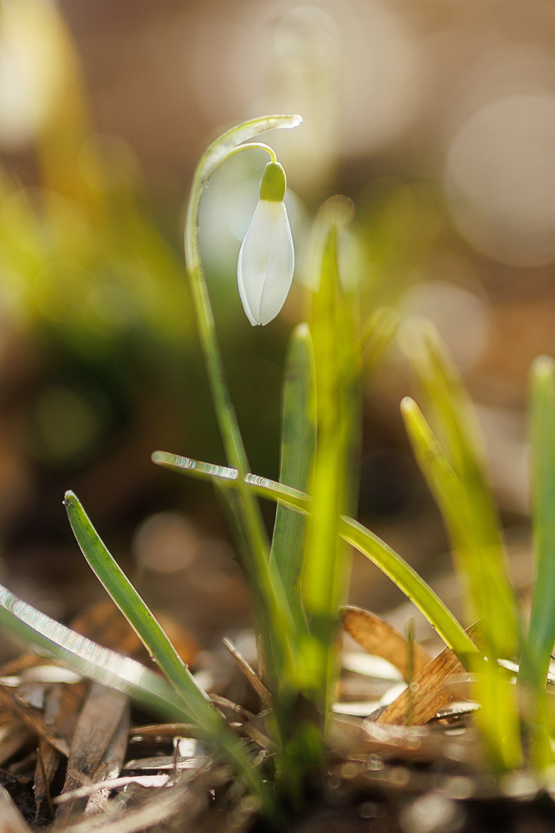 Во Владимире наконец-то распустились подснежники. Нежные символы теплого времени года смело выглядывают на фоне сугробов. На солнечной стороне улиц уже можно встретить отдельные первоцветы, а где-то глаз радует настоящая сказочная полянка. «Ключ-Медиа» собрал самые красивые кадры «молочных цветов».