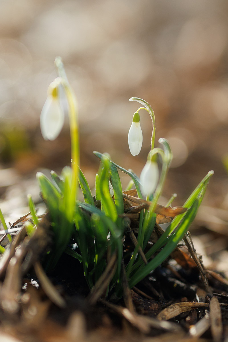 Во Владимире наконец-то распустились подснежники. Нежные символы теплого времени года смело выглядывают на фоне сугробов. На солнечной стороне улиц уже можно встретить отдельные первоцветы, а где-то глаз радует настоящая сказочная полянка. «Ключ-Медиа» собрал самые красивые кадры «молочных цветов».