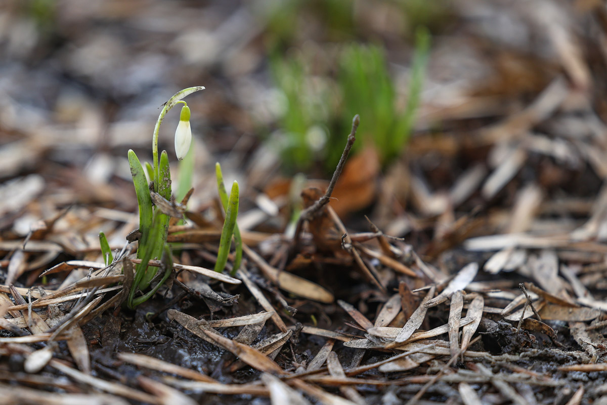 Во Владимире наконец-то распустились подснежники. Нежные символы теплого времени года смело выглядывают на фоне сугробов. На солнечной стороне улиц уже можно встретить отдельные первоцветы, а где-то глаз радует настоящая сказочная полянка. «Ключ-Медиа» собрал самые красивые кадры «молочных цветов».