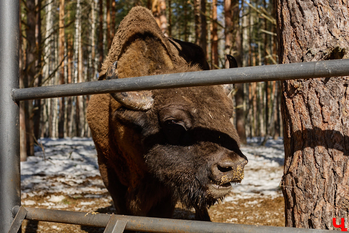 Популяция владимирских зубров разменяла три сотни! Большая часть краснокнижных великанов обитает на территории области, но есть наши животные и в заповеднике Мордовии. «Ключ-Медиа» отправился в Гусь-Хрустальный район, чтобы не только полюбоваться дикими быками, но и узнать, сколько рогатых млекопитающих рода бизонов вышли за пределы охраняемых территорий и теперь свободно гуляют по лесам 33-го региона.