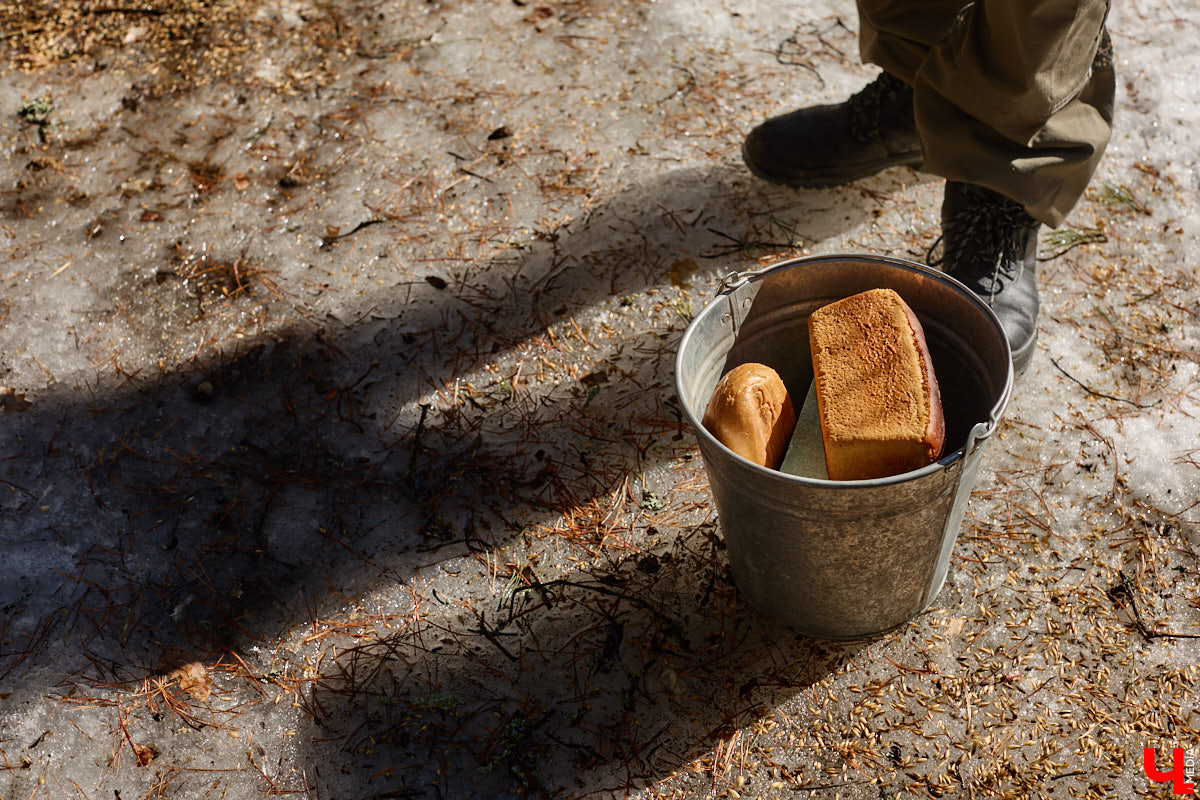 Популяция владимирских зубров разменяла три сотни! Большая часть краснокнижных великанов обитает на территории области, но есть наши животные и в заповеднике Мордовии. «Ключ-Медиа» отправился в Гусь-Хрустальный район, чтобы не только полюбоваться дикими быками, но и узнать, сколько рогатых млекопитающих рода бизонов вышли за пределы охраняемых территорий и теперь свободно гуляют по лесам 33-го региона.