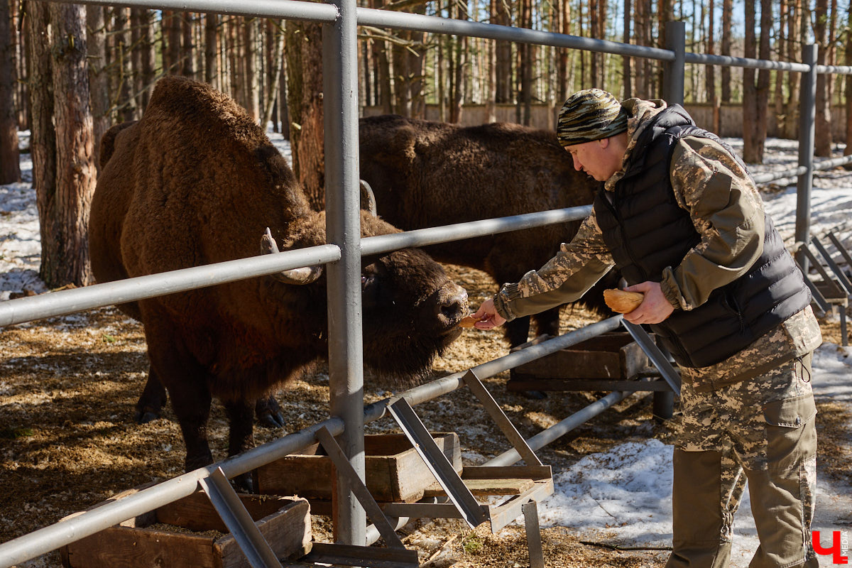 Популяция владимирских зубров разменяла три сотни! Большая часть краснокнижных великанов обитает на территории области, но есть наши животные и в заповеднике Мордовии. «Ключ-Медиа» отправился в Гусь-Хрустальный район, чтобы не только полюбоваться дикими быками, но и узнать, сколько рогатых млекопитающих рода бизонов вышли за пределы охраняемых территорий и теперь свободно гуляют по лесам 33-го региона.