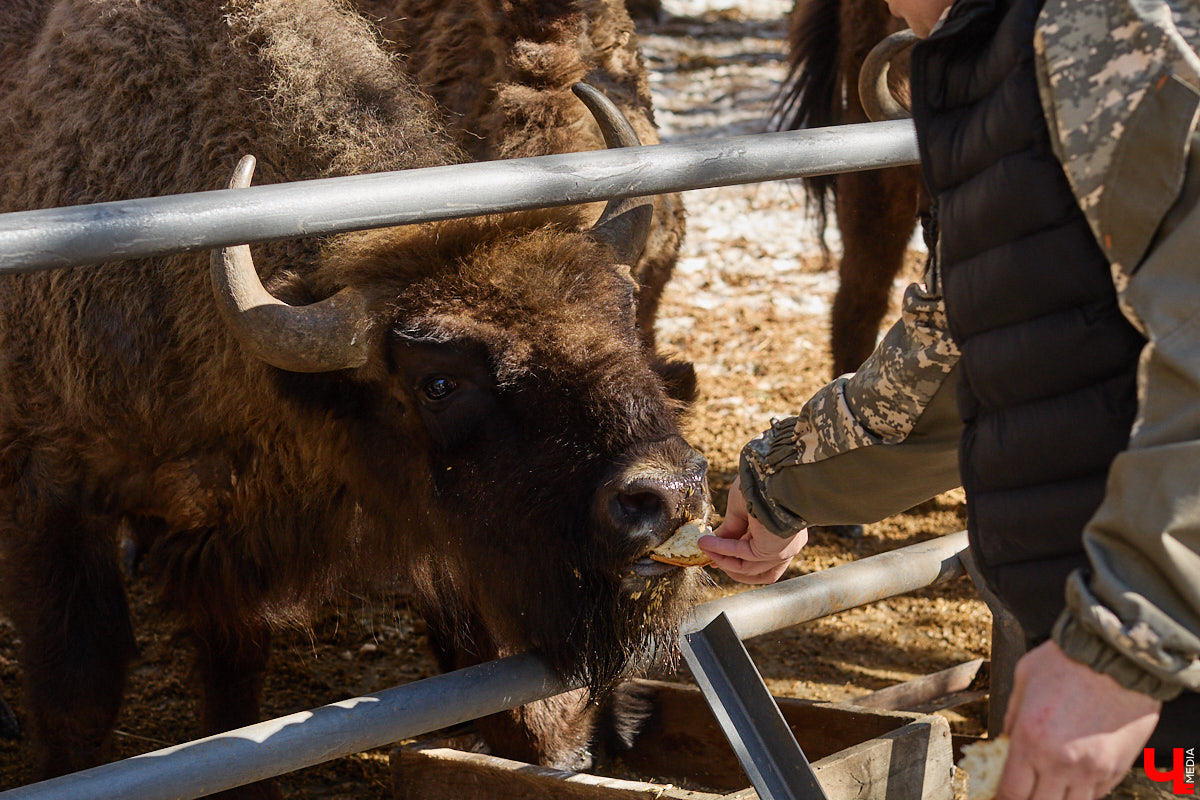 Популяция владимирских зубров разменяла три сотни! Большая часть краснокнижных великанов обитает на территории области, но есть наши животные и в заповеднике Мордовии. «Ключ-Медиа» отправился в Гусь-Хрустальный район, чтобы не только полюбоваться дикими быками, но и узнать, сколько рогатых млекопитающих рода бизонов вышли за пределы охраняемых территорий и теперь свободно гуляют по лесам 33-го региона.