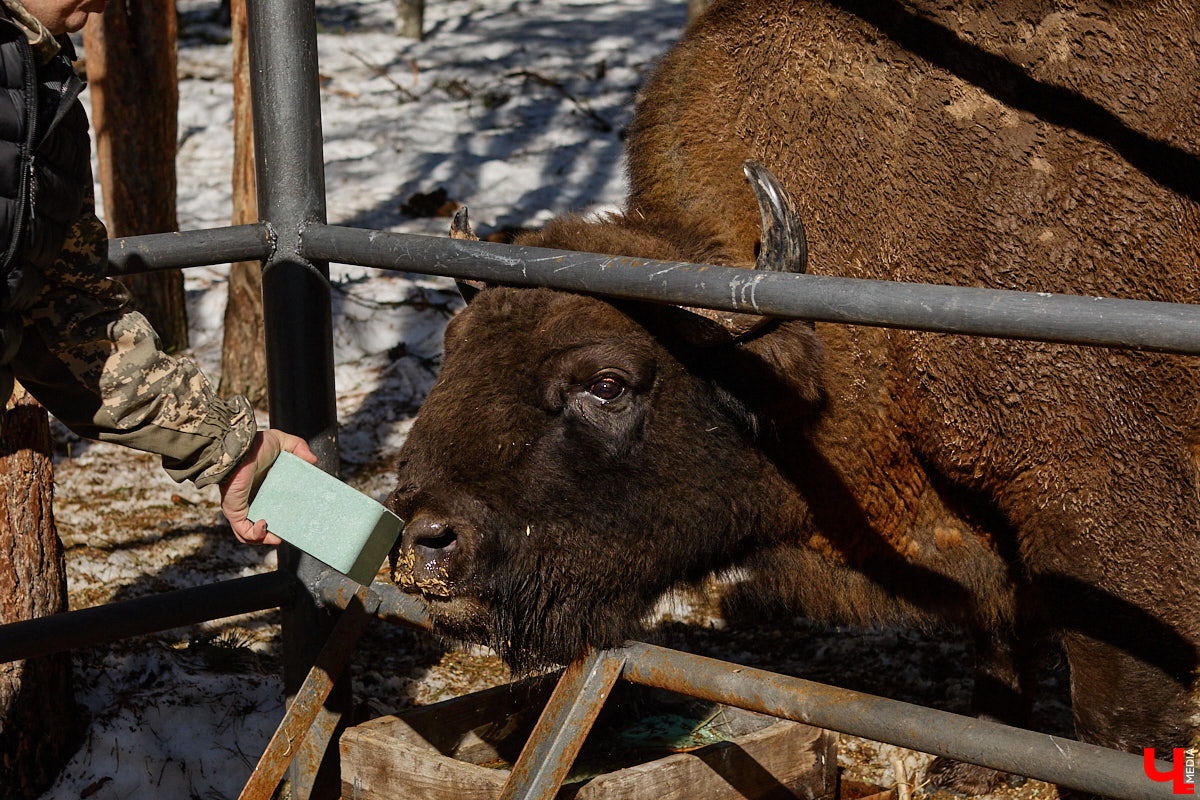 Популяция владимирских зубров разменяла три сотни! Большая часть краснокнижных великанов обитает на территории области, но есть наши животные и в заповеднике Мордовии. «Ключ-Медиа» отправился в Гусь-Хрустальный район, чтобы не только полюбоваться дикими быками, но и узнать, сколько рогатых млекопитающих рода бизонов вышли за пределы охраняемых территорий и теперь свободно гуляют по лесам 33-го региона.