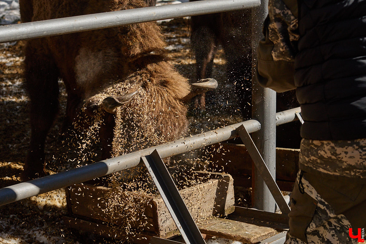 Популяция владимирских зубров разменяла три сотни! Большая часть краснокнижных великанов обитает на территории области, но есть наши животные и в заповеднике Мордовии. «Ключ-Медиа» отправился в Гусь-Хрустальный район, чтобы не только полюбоваться дикими быками, но и узнать, сколько рогатых млекопитающих рода бизонов вышли за пределы охраняемых территорий и теперь свободно гуляют по лесам 33-го региона.