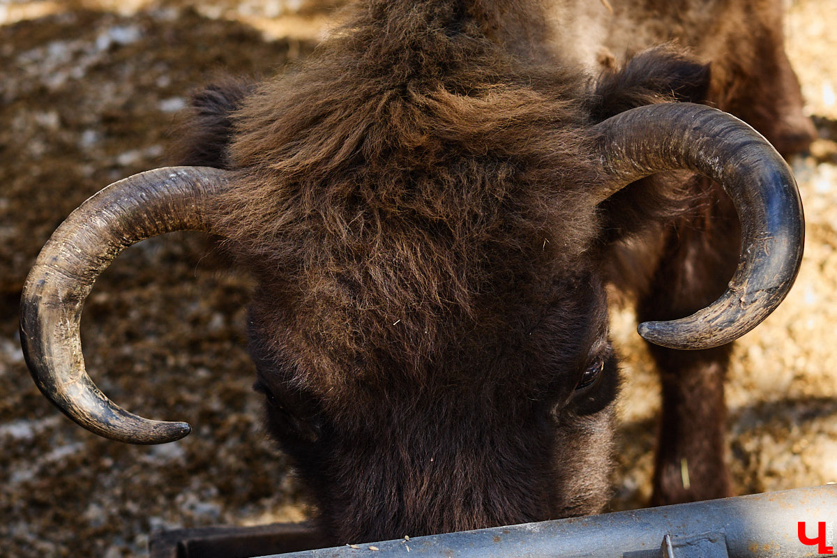 Популяция владимирских зубров разменяла три сотни! Большая часть краснокнижных великанов обитает на территории области, но есть наши животные и в заповеднике Мордовии. «Ключ-Медиа» отправился в Гусь-Хрустальный район, чтобы не только полюбоваться дикими быками, но и узнать, сколько рогатых млекопитающих рода бизонов вышли за пределы охраняемых территорий и теперь свободно гуляют по лесам 33-го региона.
