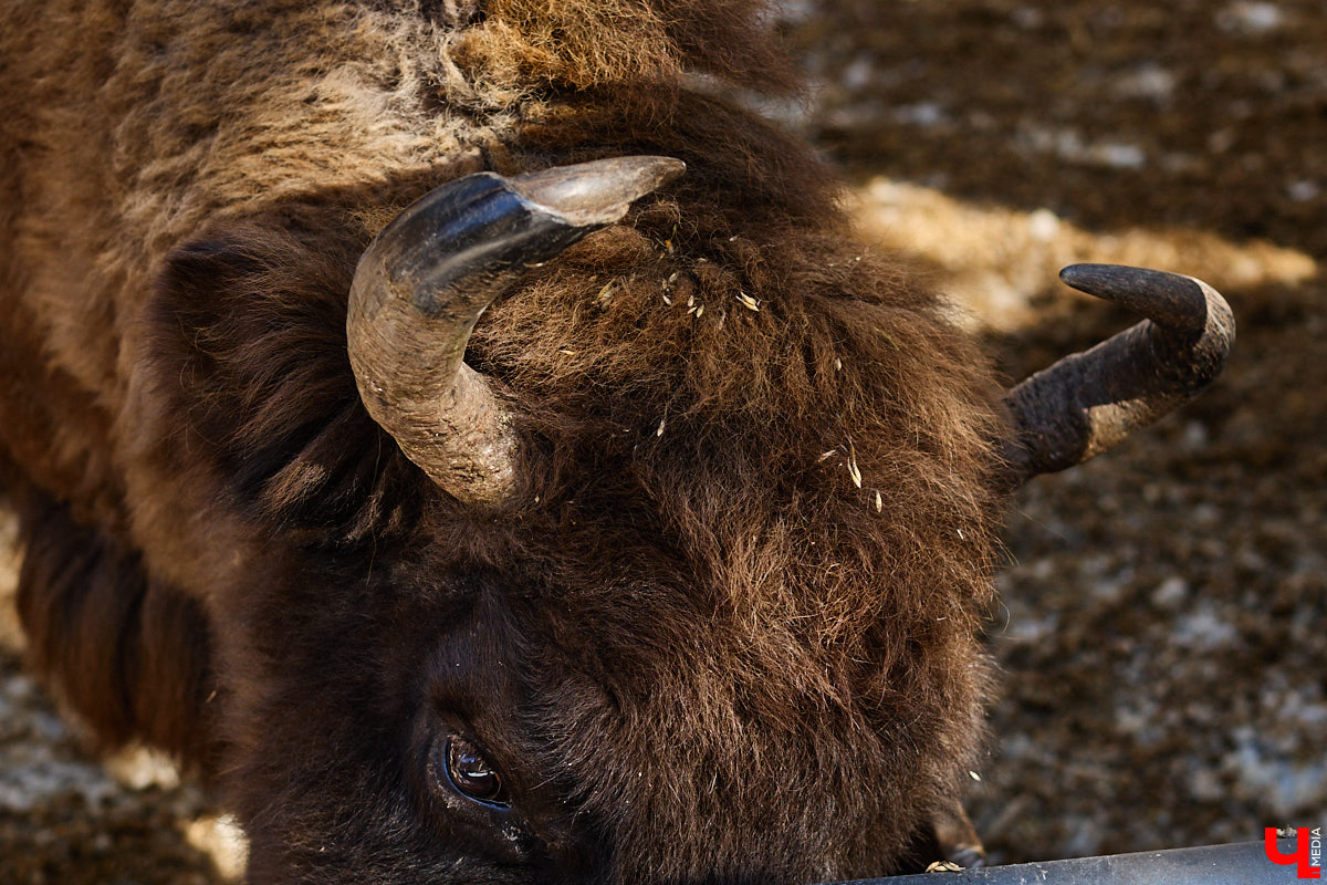 Популяция владимирских зубров разменяла три сотни! Большая часть краснокнижных великанов обитает на территории области, но есть наши животные и в заповеднике Мордовии. «Ключ-Медиа» отправился в Гусь-Хрустальный район, чтобы не только полюбоваться дикими быками, но и узнать, сколько рогатых млекопитающих рода бизонов вышли за пределы охраняемых территорий и теперь свободно гуляют по лесам 33-го региона.