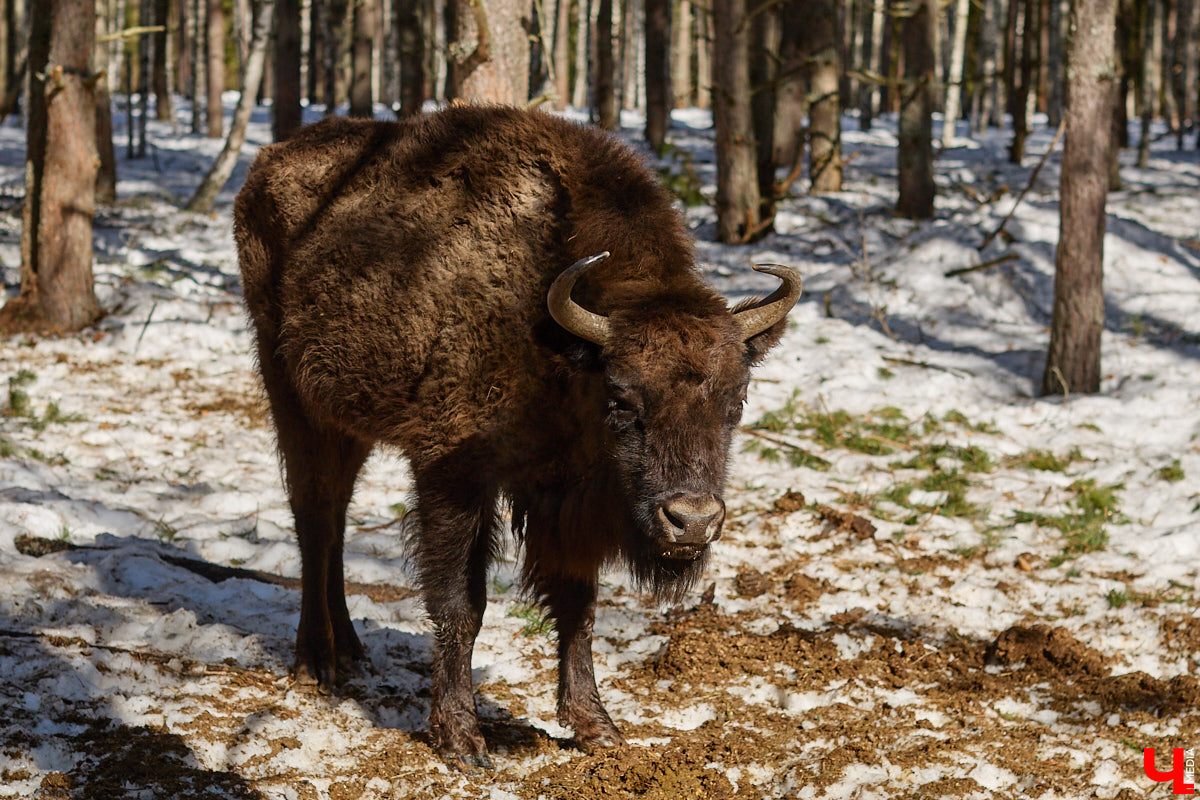 Популяция владимирских зубров разменяла три сотни! Большая часть краснокнижных великанов обитает на территории области, но есть наши животные и в заповеднике Мордовии. «Ключ-Медиа» отправился в Гусь-Хрустальный район, чтобы не только полюбоваться дикими быками, но и узнать, сколько рогатых млекопитающих рода бизонов вышли за пределы охраняемых территорий и теперь свободно гуляют по лесам 33-го региона.