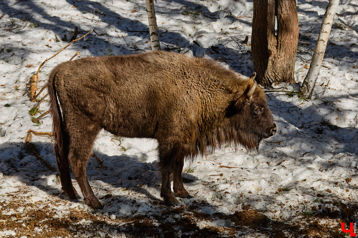Популяция владимирских зубров разменяла три сотни! Большая часть краснокнижных великанов обитает на территории области, но есть наши животные и в заповеднике Мордовии. «Ключ-Медиа» отправился в Гусь-Хрустальный район, чтобы не только полюбоваться дикими быками, но и узнать, сколько рогатых млекопитающих рода бизонов вышли за пределы охраняемых территорий и теперь свободно гуляют по лесам 33-го региона.
