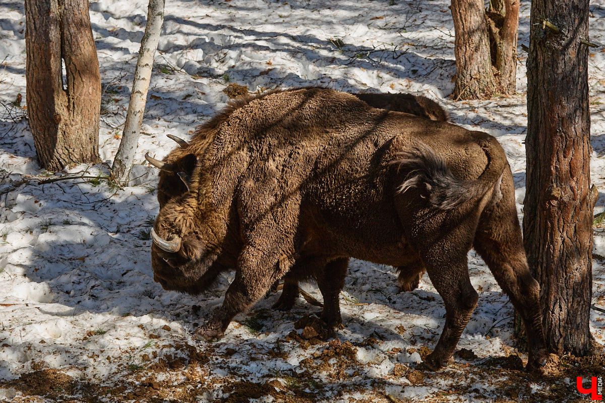 Популяция владимирских зубров разменяла три сотни! Большая часть краснокнижных великанов обитает на территории области, но есть наши животные и в заповеднике Мордовии. «Ключ-Медиа» отправился в Гусь-Хрустальный район, чтобы не только полюбоваться дикими быками, но и узнать, сколько рогатых млекопитающих рода бизонов вышли за пределы охраняемых территорий и теперь свободно гуляют по лесам 33-го региона.
