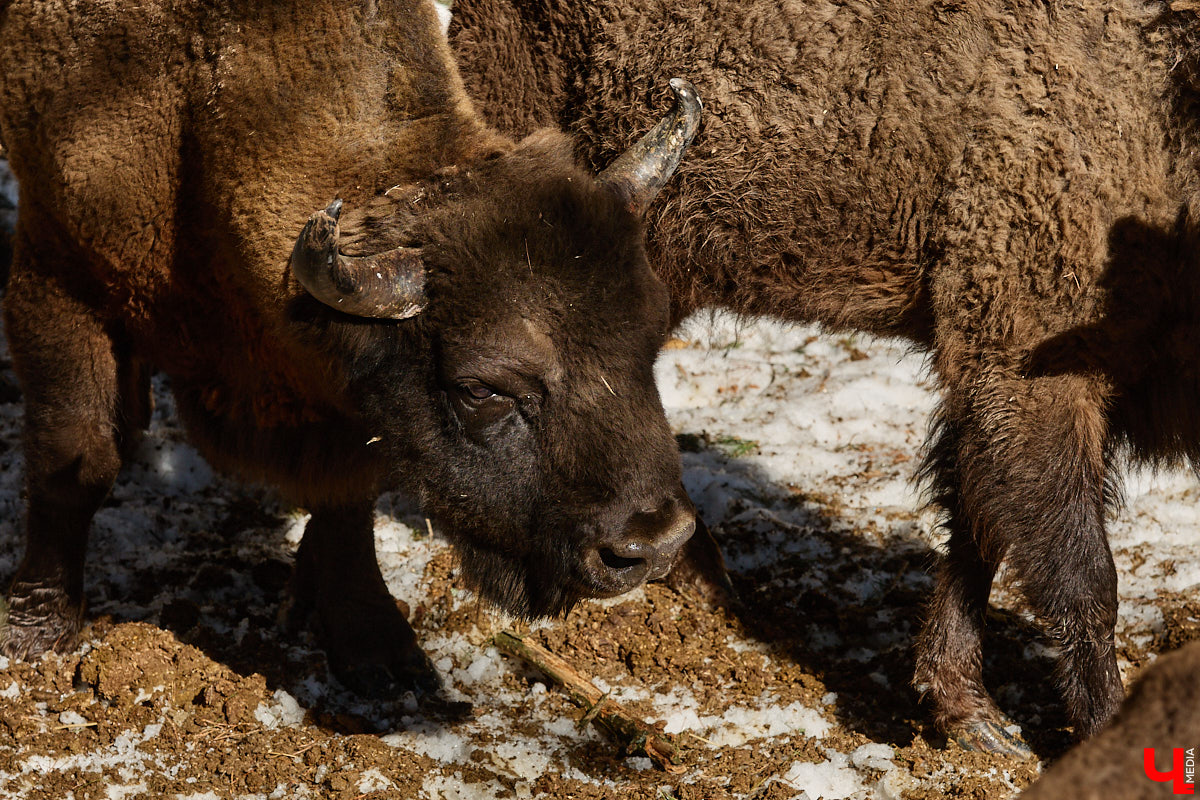 Популяция владимирских зубров разменяла три сотни! Большая часть краснокнижных великанов обитает на территории области, но есть наши животные и в заповеднике Мордовии. «Ключ-Медиа» отправился в Гусь-Хрустальный район, чтобы не только полюбоваться дикими быками, но и узнать, сколько рогатых млекопитающих рода бизонов вышли за пределы охраняемых территорий и теперь свободно гуляют по лесам 33-го региона.