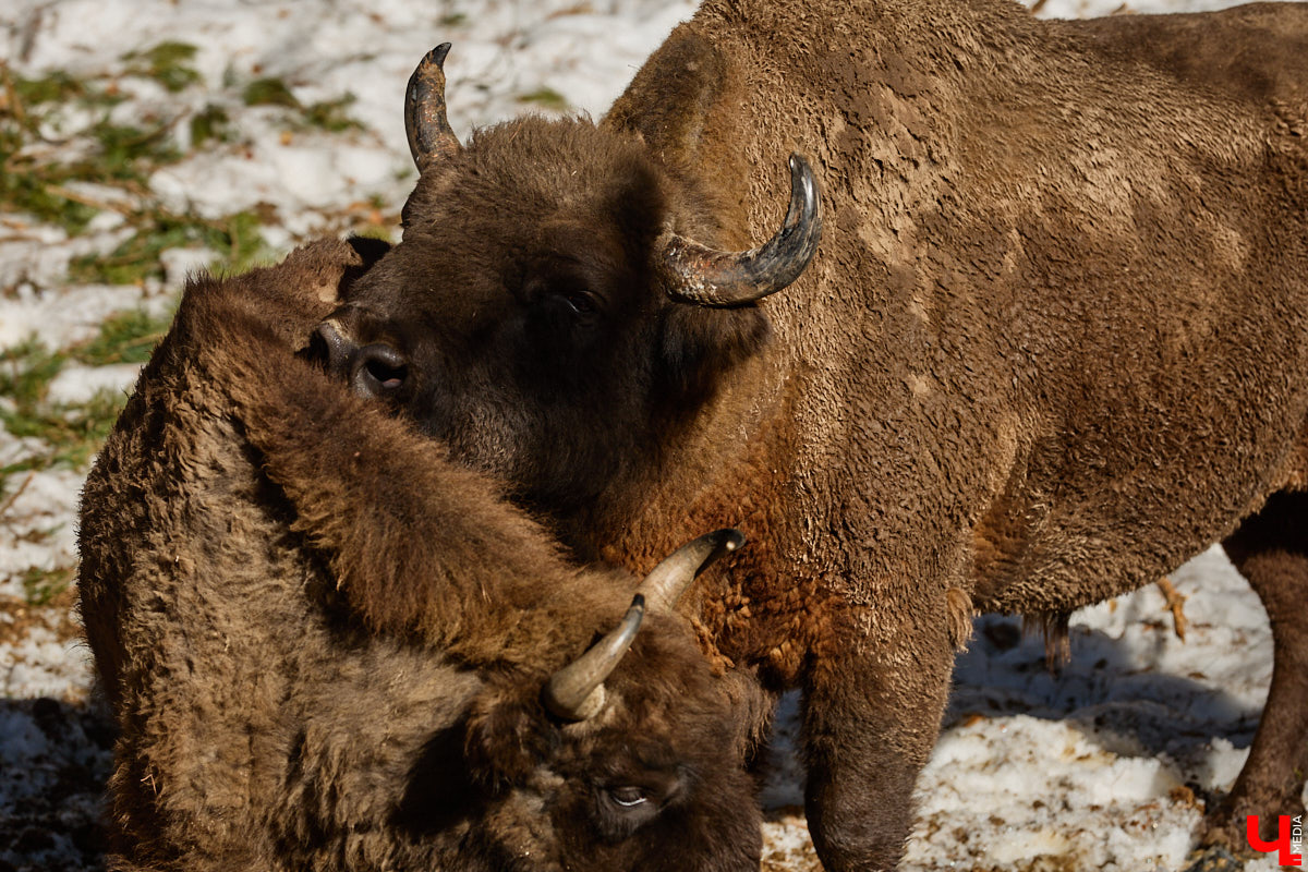 Популяция владимирских зубров разменяла три сотни! Большая часть краснокнижных великанов обитает на территории области, но есть наши животные и в заповеднике Мордовии. «Ключ-Медиа» отправился в Гусь-Хрустальный район, чтобы не только полюбоваться дикими быками, но и узнать, сколько рогатых млекопитающих рода бизонов вышли за пределы охраняемых территорий и теперь свободно гуляют по лесам 33-го региона.
