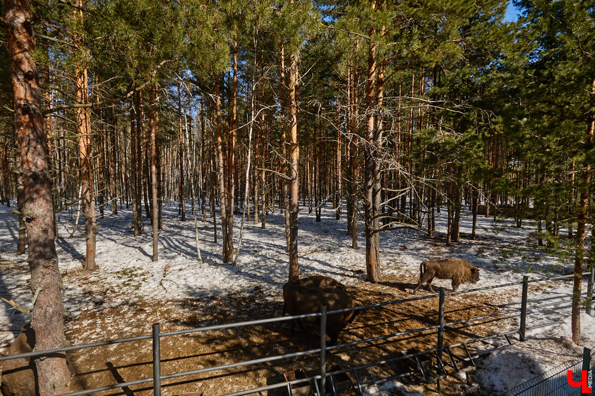 Популяция владимирских зубров разменяла три сотни! Большая часть краснокнижных великанов обитает на территории области, но есть наши животные и в заповеднике Мордовии. «Ключ-Медиа» отправился в Гусь-Хрустальный район, чтобы не только полюбоваться дикими быками, но и узнать, сколько рогатых млекопитающих рода бизонов вышли за пределы охраняемых территорий и теперь свободно гуляют по лесам 33-го региона.