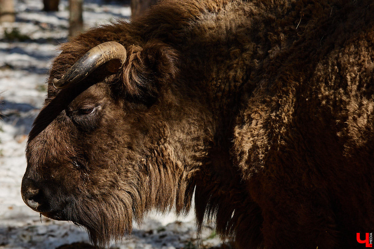 Популяция владимирских зубров разменяла три сотни! Большая часть краснокнижных великанов обитает на территории области, но есть наши животные и в заповеднике Мордовии. «Ключ-Медиа» отправился в Гусь-Хрустальный район, чтобы не только полюбоваться дикими быками, но и узнать, сколько рогатых млекопитающих рода бизонов вышли за пределы охраняемых территорий и теперь свободно гуляют по лесам 33-го региона.