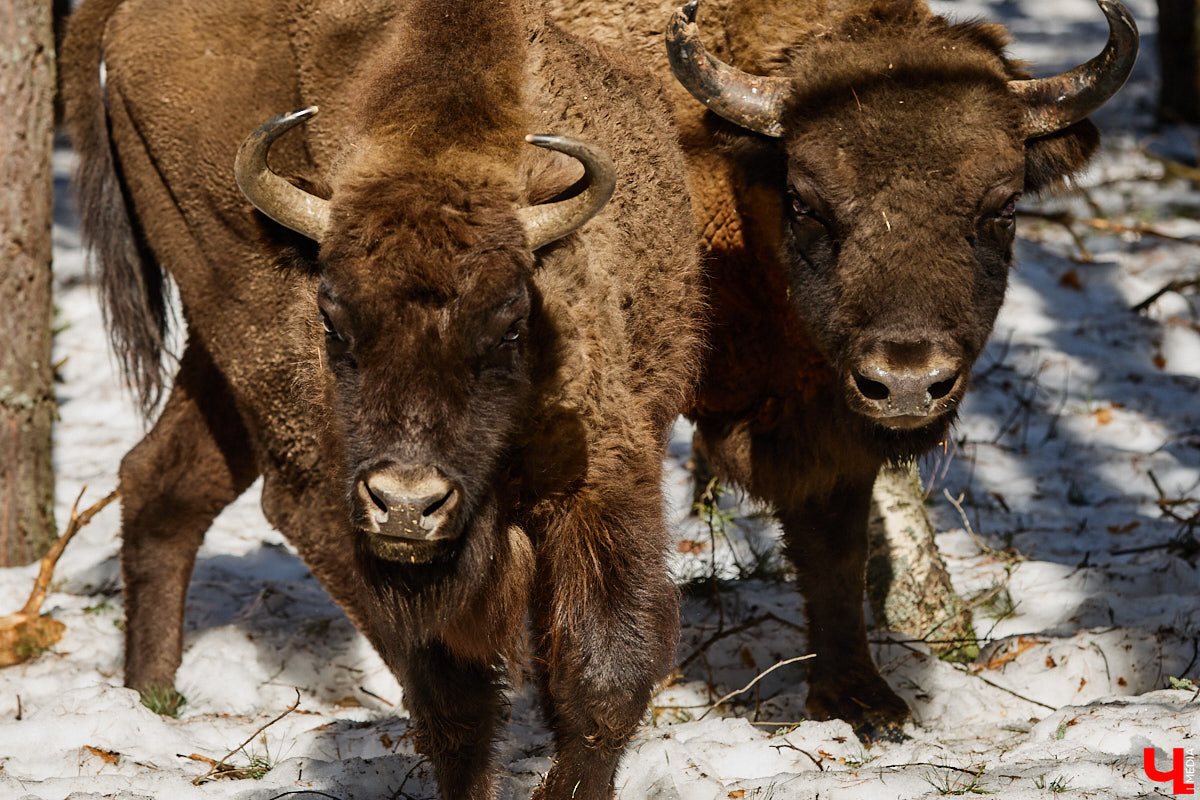 Популяция владимирских зубров разменяла три сотни! Большая часть краснокнижных великанов обитает на территории области, но есть наши животные и в заповеднике Мордовии. «Ключ-Медиа» отправился в Гусь-Хрустальный район, чтобы не только полюбоваться дикими быками, но и узнать, сколько рогатых млекопитающих рода бизонов вышли за пределы охраняемых территорий и теперь свободно гуляют по лесам 33-го региона.