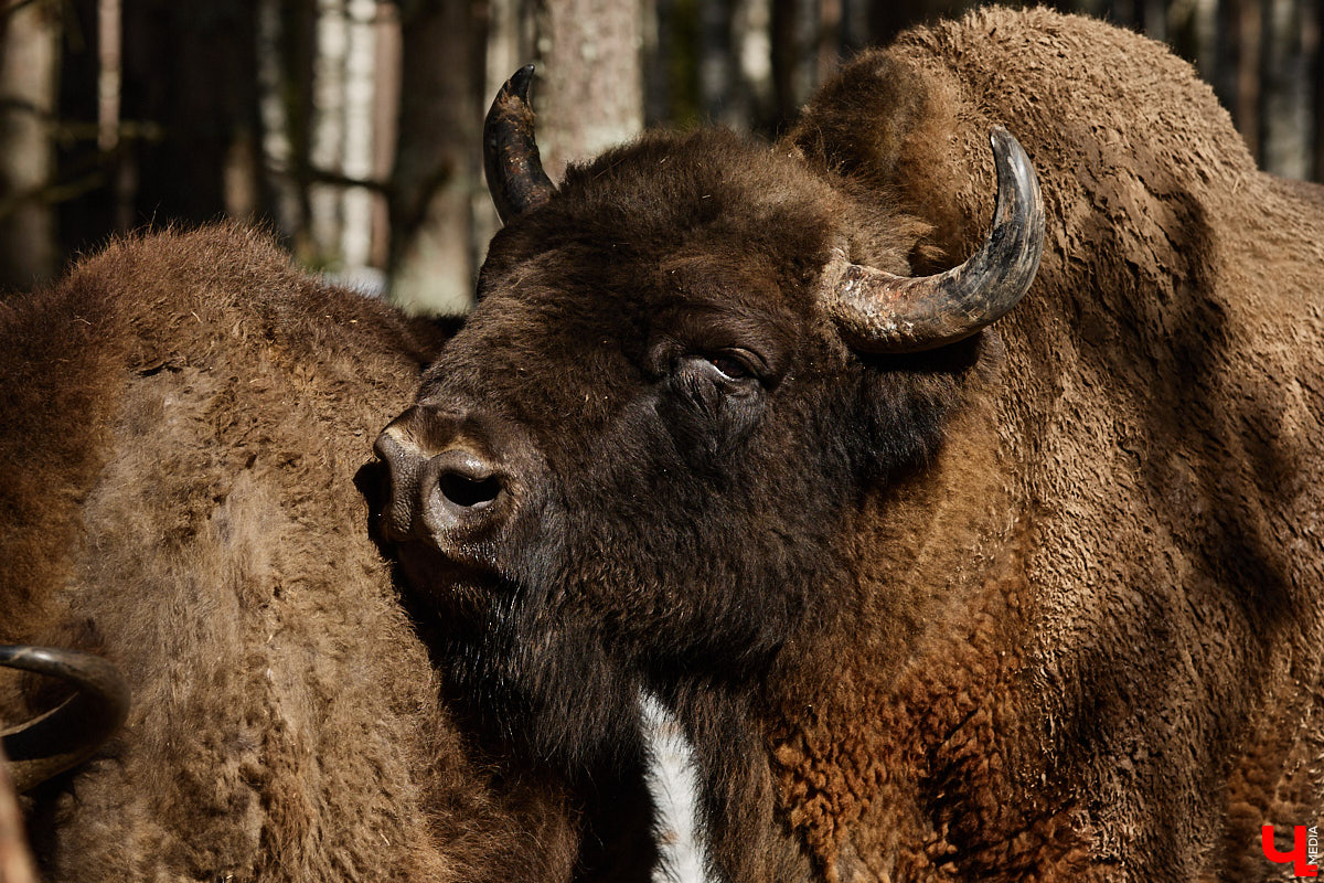 Популяция владимирских зубров разменяла три сотни! Большая часть краснокнижных великанов обитает на территории области, но есть наши животные и в заповеднике Мордовии. «Ключ-Медиа» отправился в Гусь-Хрустальный район, чтобы не только полюбоваться дикими быками, но и узнать, сколько рогатых млекопитающих рода бизонов вышли за пределы охраняемых территорий и теперь свободно гуляют по лесам 33-го региона.
