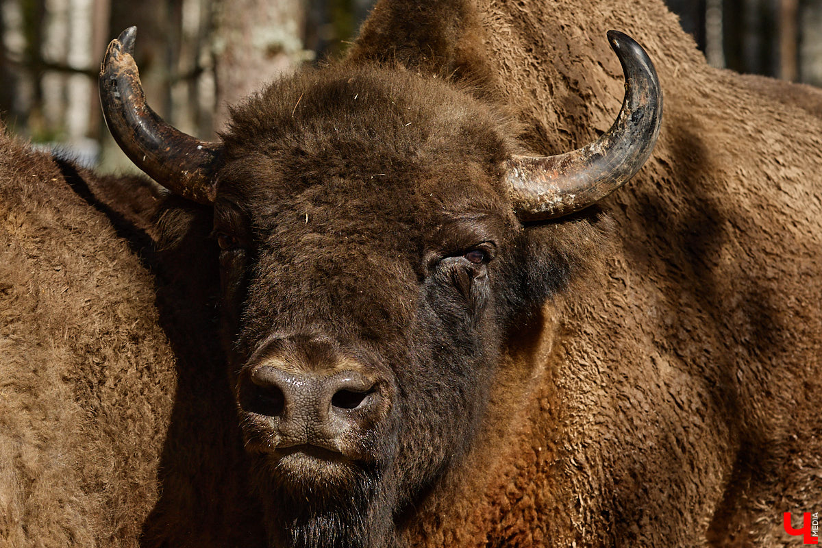 Популяция владимирских зубров разменяла три сотни! Большая часть краснокнижных великанов обитает на территории области, но есть наши животные и в заповеднике Мордовии. «Ключ-Медиа» отправился в Гусь-Хрустальный район, чтобы не только полюбоваться дикими быками, но и узнать, сколько рогатых млекопитающих рода бизонов вышли за пределы охраняемых территорий и теперь свободно гуляют по лесам 33-го региона.