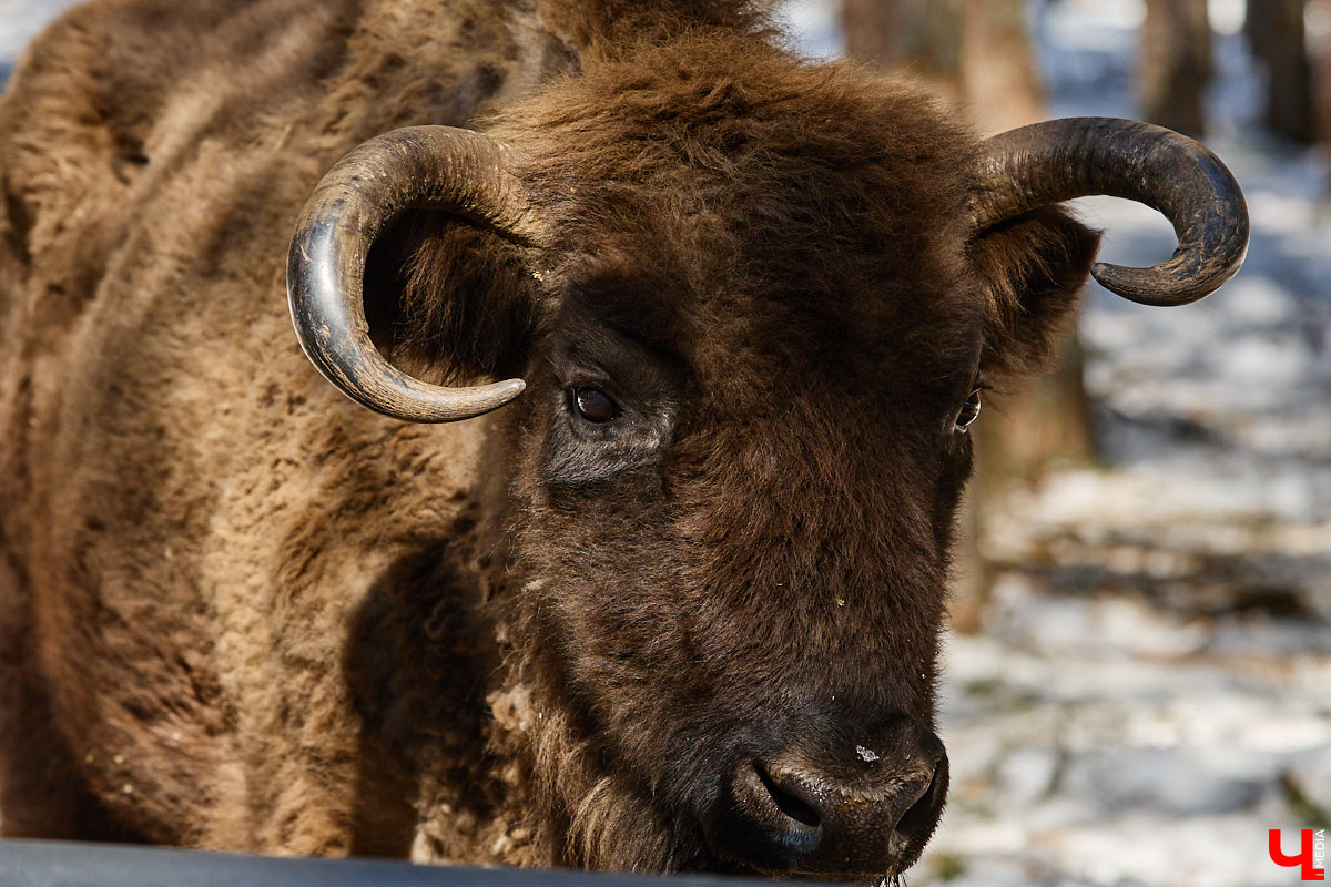 Популяция владимирских зубров разменяла три сотни! Большая часть краснокнижных великанов обитает на территории области, но есть наши животные и в заповеднике Мордовии. «Ключ-Медиа» отправился в Гусь-Хрустальный район, чтобы не только полюбоваться дикими быками, но и узнать, сколько рогатых млекопитающих рода бизонов вышли за пределы охраняемых территорий и теперь свободно гуляют по лесам 33-го региона.
