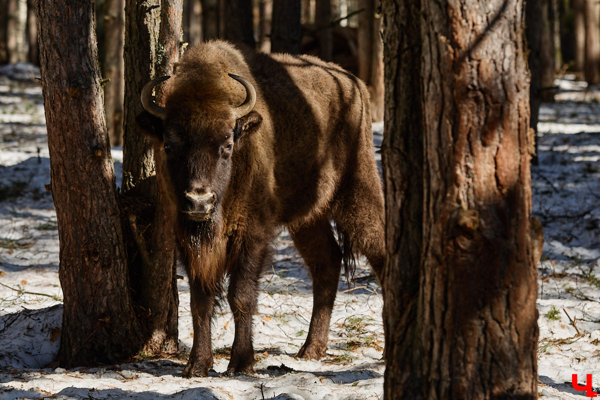 Популяция владимирских зубров разменяла три сотни! Большая часть краснокнижных великанов обитает на территории области, но есть наши животные и в заповеднике Мордовии. «Ключ-Медиа» отправился в Гусь-Хрустальный район, чтобы не только полюбоваться дикими быками, но и узнать, сколько рогатых млекопитающих рода бизонов вышли за пределы охраняемых территорий и теперь свободно гуляют по лесам 33-го региона.
