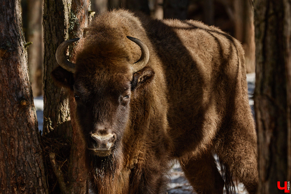 Популяция владимирских зубров разменяла три сотни! Большая часть краснокнижных великанов обитает на территории области, но есть наши животные и в заповеднике Мордовии. «Ключ-Медиа» отправился в Гусь-Хрустальный район, чтобы не только полюбоваться дикими быками, но и узнать, сколько рогатых млекопитающих рода бизонов вышли за пределы охраняемых территорий и теперь свободно гуляют по лесам 33-го региона.