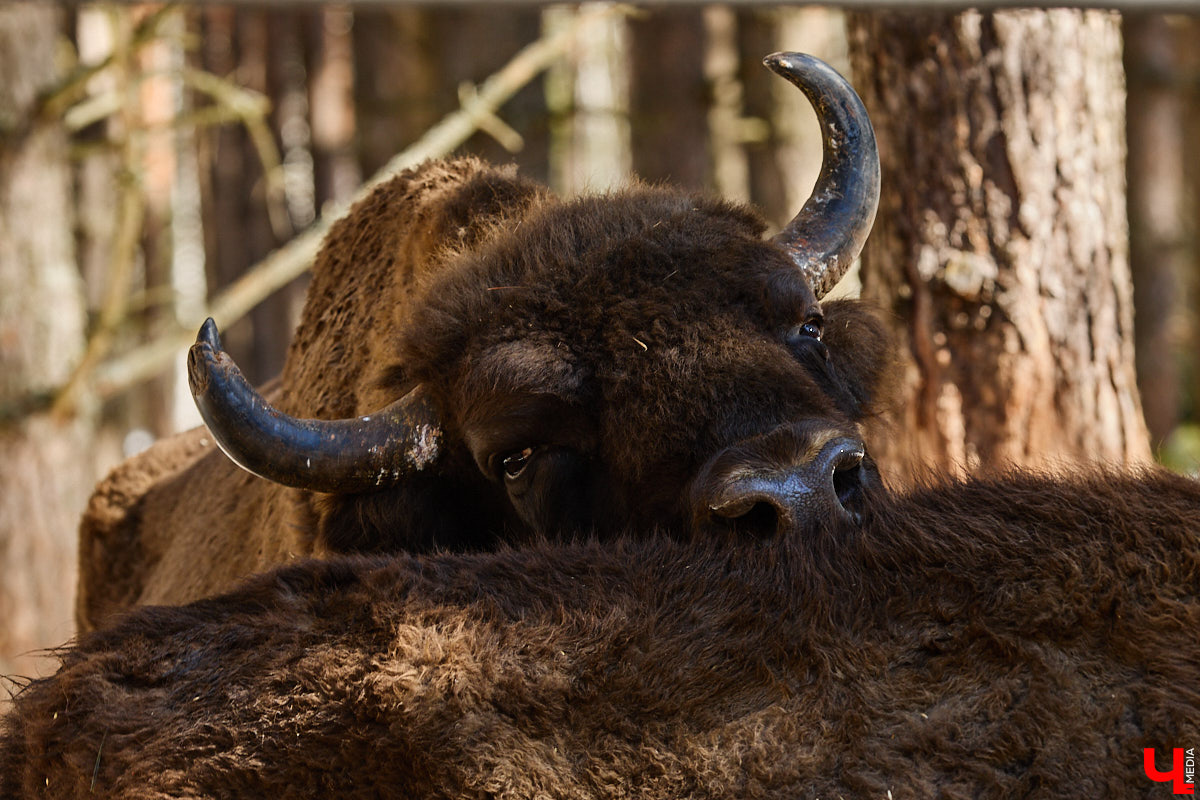 Популяция владимирских зубров разменяла три сотни! Большая часть краснокнижных великанов обитает на территории области, но есть наши животные и в заповеднике Мордовии. «Ключ-Медиа» отправился в Гусь-Хрустальный район, чтобы не только полюбоваться дикими быками, но и узнать, сколько рогатых млекопитающих рода бизонов вышли за пределы охраняемых территорий и теперь свободно гуляют по лесам 33-го региона.