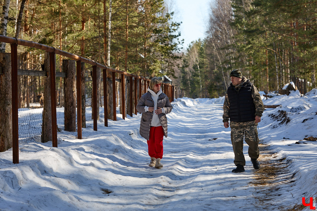 Популяция владимирских зубров разменяла три сотни! Большая часть краснокнижных великанов обитает на территории области, но есть наши животные и в заповеднике Мордовии. «Ключ-Медиа» отправился в Гусь-Хрустальный район, чтобы не только полюбоваться дикими быками, но и узнать, сколько рогатых млекопитающих рода бизонов вышли за пределы охраняемых территорий и теперь свободно гуляют по лесам 33-го региона.