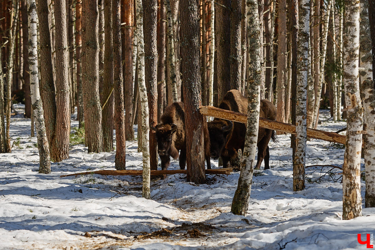 Популяция владимирских зубров разменяла три сотни! Большая часть краснокнижных великанов обитает на территории области, но есть наши животные и в заповеднике Мордовии. «Ключ-Медиа» отправился в Гусь-Хрустальный район, чтобы не только полюбоваться дикими быками, но и узнать, сколько рогатых млекопитающих рода бизонов вышли за пределы охраняемых территорий и теперь свободно гуляют по лесам 33-го региона.