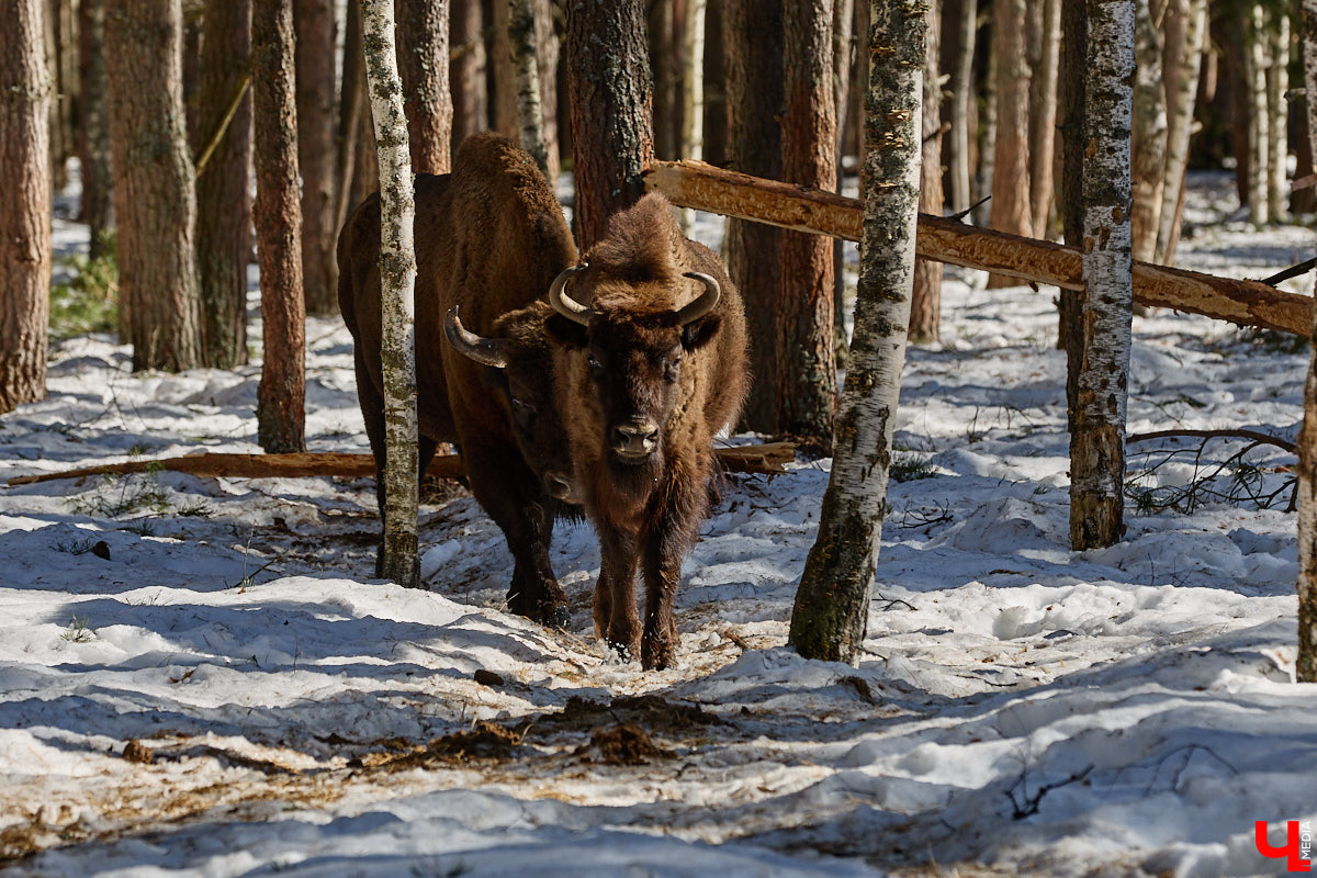 Популяция владимирских зубров разменяла три сотни! Большая часть краснокнижных великанов обитает на территории области, но есть наши животные и в заповеднике Мордовии. «Ключ-Медиа» отправился в Гусь-Хрустальный район, чтобы не только полюбоваться дикими быками, но и узнать, сколько рогатых млекопитающих рода бизонов вышли за пределы охраняемых территорий и теперь свободно гуляют по лесам 33-го региона.