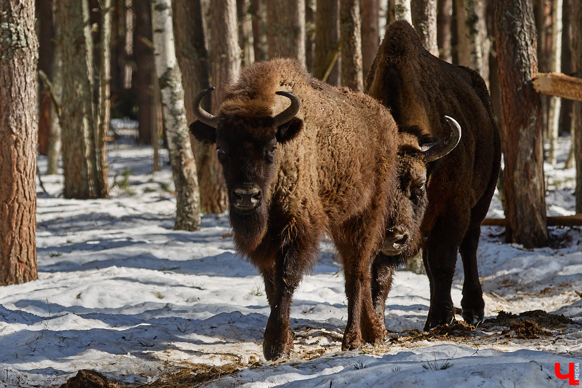 Популяция владимирских зубров разменяла три сотни! Большая часть краснокнижных великанов обитает на территории области, но есть наши животные и в заповеднике Мордовии. «Ключ-Медиа» отправился в Гусь-Хрустальный район, чтобы не только полюбоваться дикими быками, но и узнать, сколько рогатых млекопитающих рода бизонов вышли за пределы охраняемых территорий и теперь свободно гуляют по лесам 33-го региона.