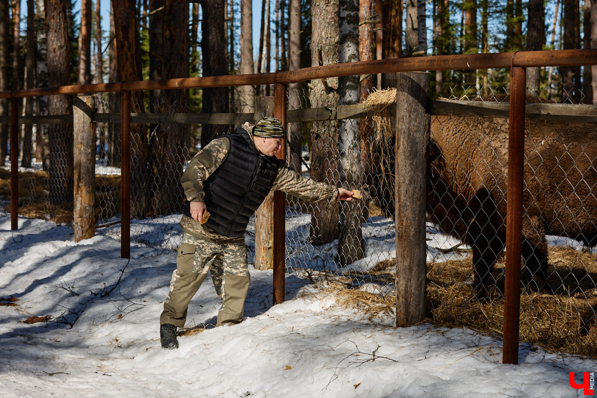 Популяция владимирских зубров разменяла три сотни! Большая часть краснокнижных великанов обитает на территории области, но есть наши животные и в заповеднике Мордовии. «Ключ-Медиа» отправился в Гусь-Хрустальный район, чтобы не только полюбоваться дикими быками, но и узнать, сколько рогатых млекопитающих рода бизонов вышли за пределы охраняемых территорий и теперь свободно гуляют по лесам 33-го региона.