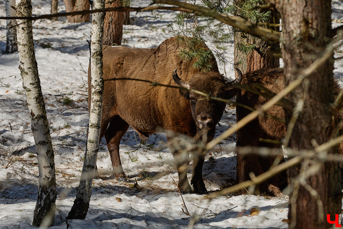 Популяция владимирских зубров разменяла три сотни! Большая часть краснокнижных великанов обитает на территории области, но есть наши животные и в заповеднике Мордовии. «Ключ-Медиа» отправился в Гусь-Хрустальный район, чтобы не только полюбоваться дикими быками, но и узнать, сколько рогатых млекопитающих рода бизонов вышли за пределы охраняемых территорий и теперь свободно гуляют по лесам 33-го региона.