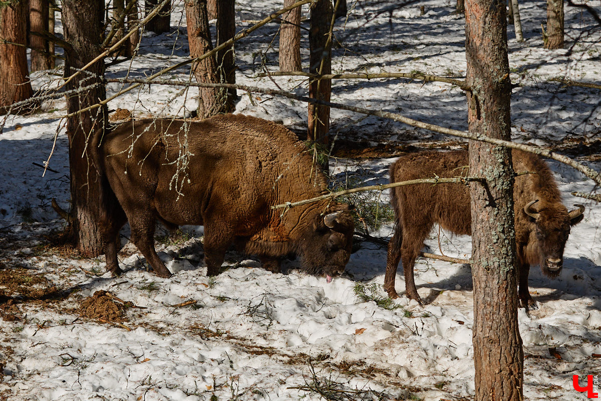 Популяция владимирских зубров разменяла три сотни! Большая часть краснокнижных великанов обитает на территории области, но есть наши животные и в заповеднике Мордовии. «Ключ-Медиа» отправился в Гусь-Хрустальный район, чтобы не только полюбоваться дикими быками, но и узнать, сколько рогатых млекопитающих рода бизонов вышли за пределы охраняемых территорий и теперь свободно гуляют по лесам 33-го региона.