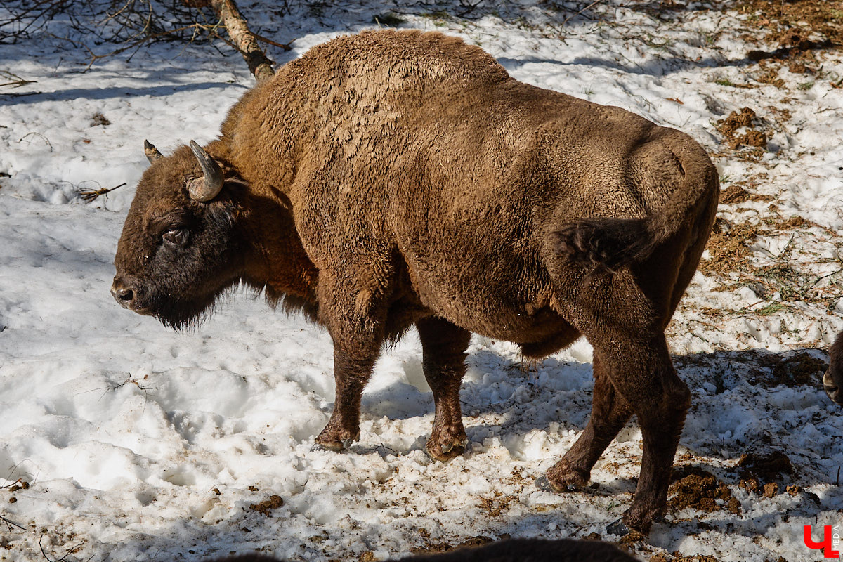 Популяция владимирских зубров разменяла три сотни! Большая часть краснокнижных великанов обитает на территории области, но есть наши животные и в заповеднике Мордовии. «Ключ-Медиа» отправился в Гусь-Хрустальный район, чтобы не только полюбоваться дикими быками, но и узнать, сколько рогатых млекопитающих рода бизонов вышли за пределы охраняемых территорий и теперь свободно гуляют по лесам 33-го региона.